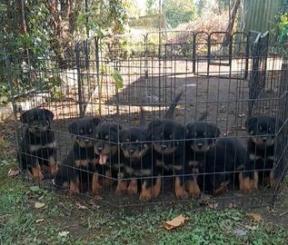 Cuccioli rottweiler