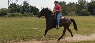 Cavallo Trotter Italiano