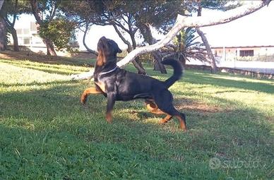 Rottweiler