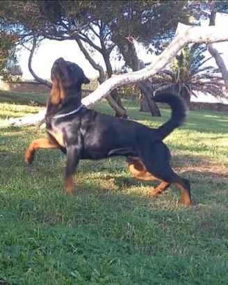 Rottweiler