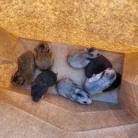 Criceto novelli svezzati