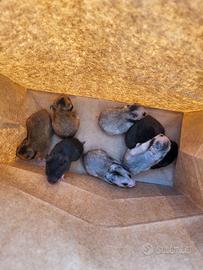 Criceto novelli svezzati