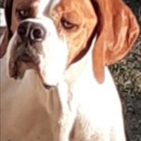 Pointer Inglese per Monte