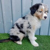 Pastore australiano Blue merle