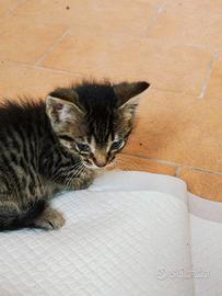 Gattini in adozione