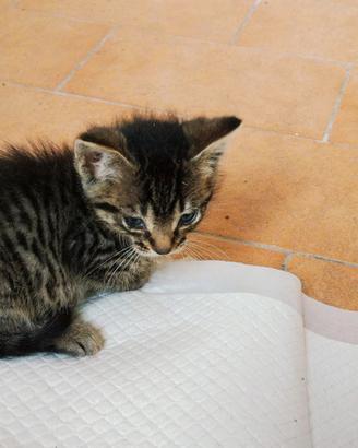 Gattini in adozione