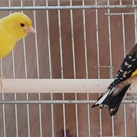 Coppia riproduttori 2024 cardellino per canarina