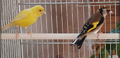 Coppia riproduttori 2024 cardellino per canarina