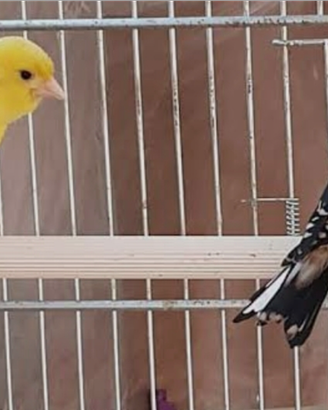 Coppia riproduttori 2024 cardellino per canarina