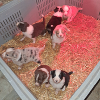 Cuccioli di Pastore Australiano Australian Sheperd