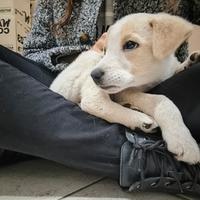 Cucciola dolce e affettuosa