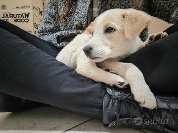 Cucciola dolce e affettuosa