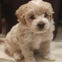 Maltipoo toy