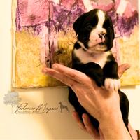 Boxer Cuccioli