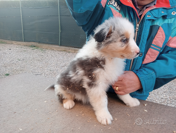 Cucciolo pastore australiano