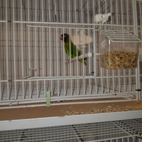 Agapornis nigrigenis