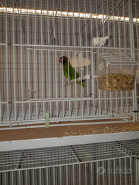 Agapornis nigrigenis