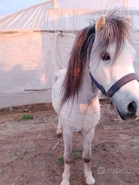 Stalloncino pony