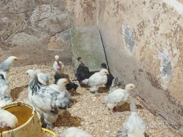 Pulcini galline