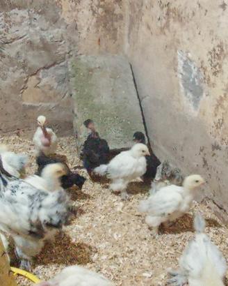 Pulcini galline