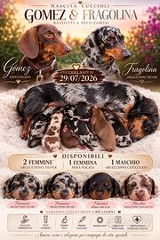 Cuccioli bassotto