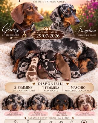 Cuccioli bassotto