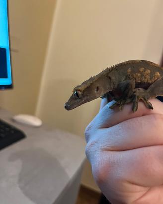 Geco ciliatus