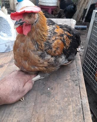 Galli