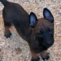 Cuccioli Pastore Belga