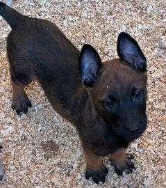 Cuccioli Pastore Belga