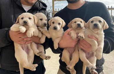 Cuccioli Labrador