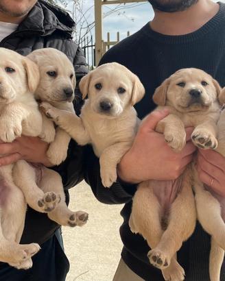 Cuccioli Labrador