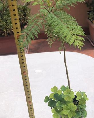 Jacaranda albero pianta