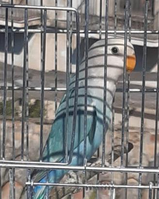 Pappagallo Inseparabile 3 mesi maschio