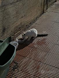 Gattino Gatto cucciolo