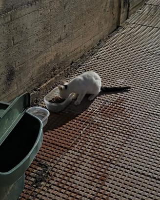 Gattino Gatto cucciolo