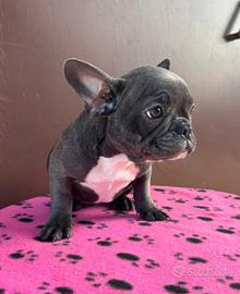 Cuccioli di bulldog francese 