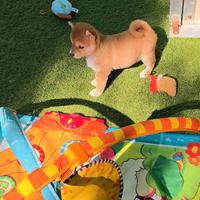 Shiba inu fulvi beautiful