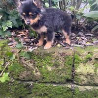 Femmina di spitz italiano