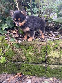 Femmina di spitz italiano