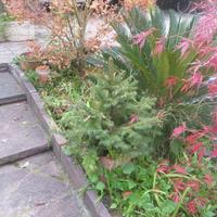 Abetini per alberello di Natale