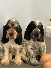 Cuccioli Cocker spaniel