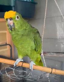 Amazzone fronte gialla docile e parla