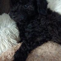 Cucciolo barboncino nano