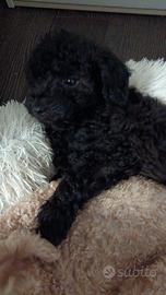 Cucciolo barboncino nano