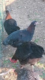 Marans
