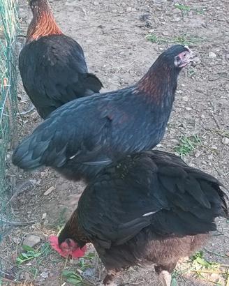 Marans