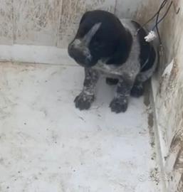 Cuccioli di segugio maremanno