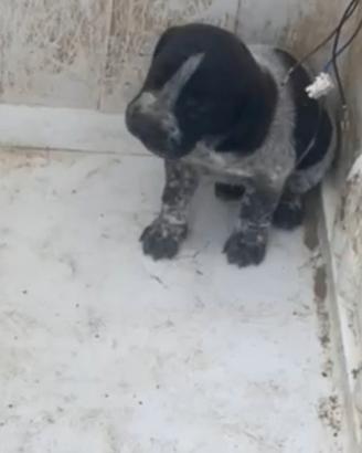 Cuccioli di segugio maremanno