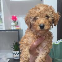 Cucciole di barboncino (f)